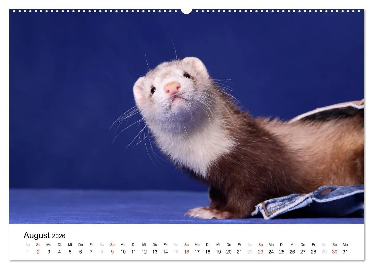 Bild: 9783516226904 | Frettchen - Ferrets (hochwertiger Premium Wandkalender 2026 DIN A2...