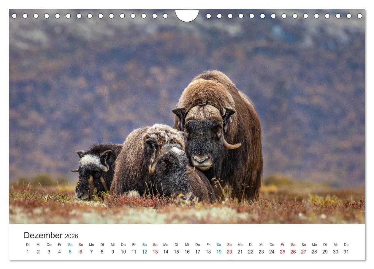 Bild: 9783457577004 | Die letzten Moschusochsen Europas (Wandkalender 2026 DIN A4 quer),...