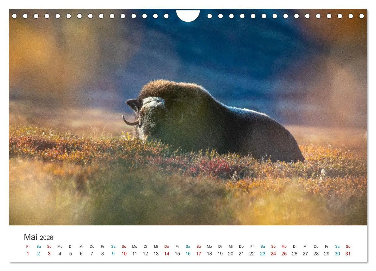 Bild: 9783457577004 | Die letzten Moschusochsen Europas (Wandkalender 2026 DIN A4 quer),...