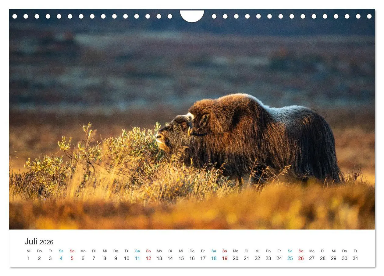 Bild: 9783457577004 | Die letzten Moschusochsen Europas (Wandkalender 2026 DIN A4 quer),...