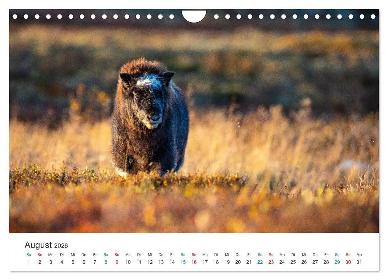 Bild: 9783457577004 | Die letzten Moschusochsen Europas (Wandkalender 2026 DIN A4 quer),...