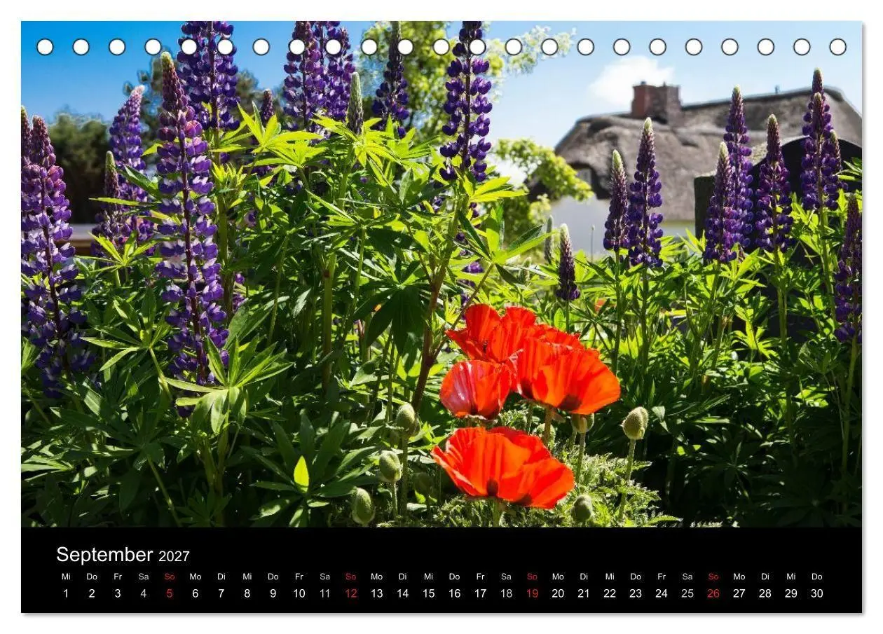 Bild: 9783594027004 | Amrumer Impressionen (Tischkalender 2027 DIN A5 quer), CALVENDO...