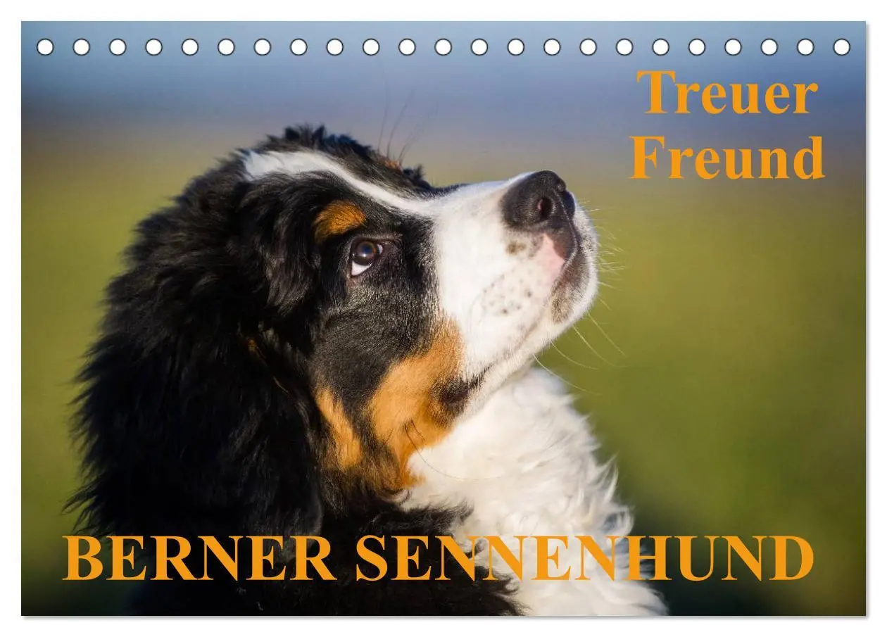 Cover: 9783516107104 | Treuer Freund Berner Sennenhund (Tischkalender 2026 DIN A5 quer),...