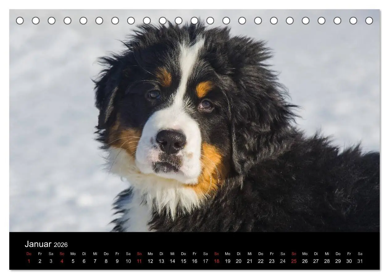 Bild: 9783516107104 | Treuer Freund Berner Sennenhund (Tischkalender 2026 DIN A5 quer),...
