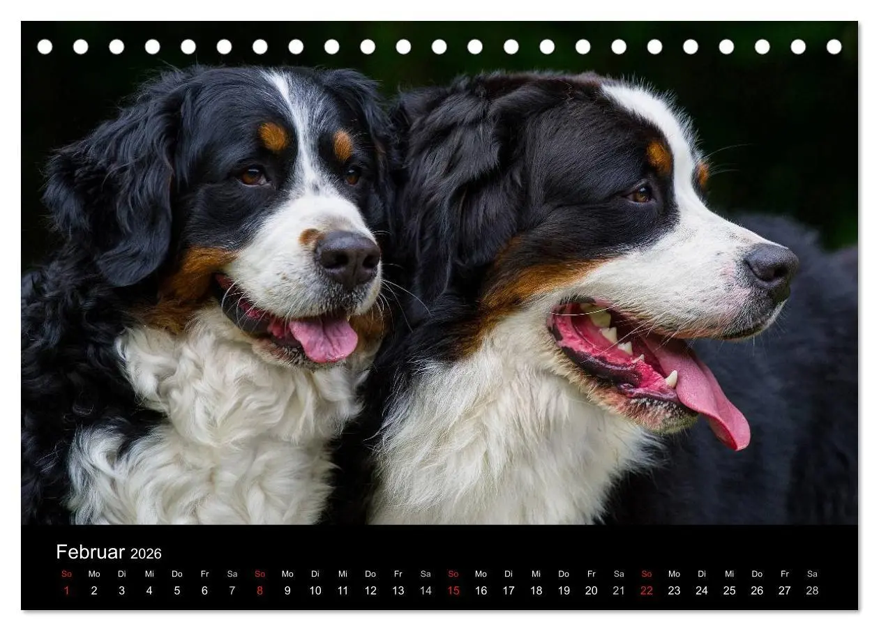 Bild: 9783516107104 | Treuer Freund Berner Sennenhund (Tischkalender 2026 DIN A5 quer),...