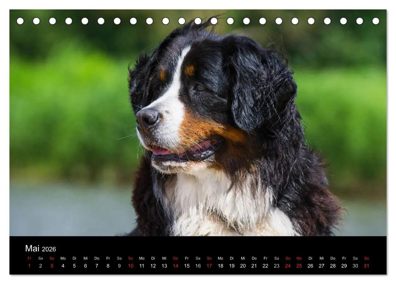 Bild: 9783516107104 | Treuer Freund Berner Sennenhund (Tischkalender 2026 DIN A5 quer),...