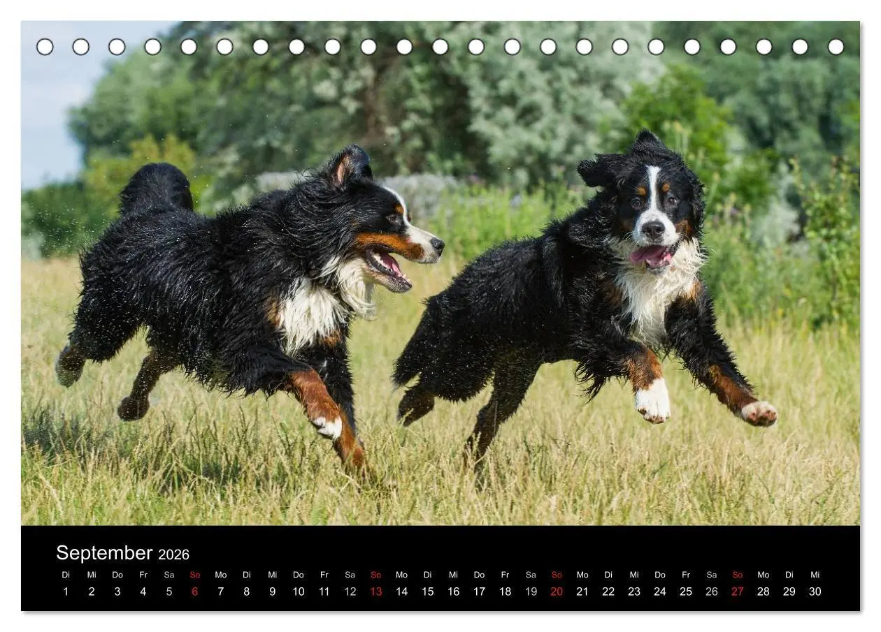 Bild: 9783516107104 | Treuer Freund Berner Sennenhund (Tischkalender 2026 DIN A5 quer),...