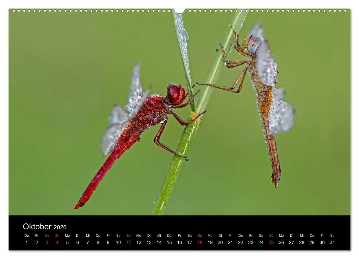 Bild: 9783516007404 | Libellen im Ried (hochwertiger Premium Wandkalender 2026 DIN A2...
