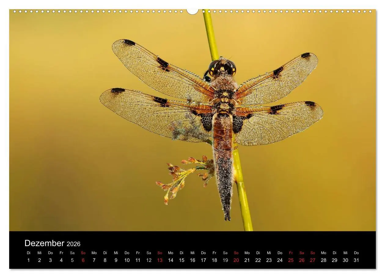 Bild: 9783516007404 | Libellen im Ried (hochwertiger Premium Wandkalender 2026 DIN A2...