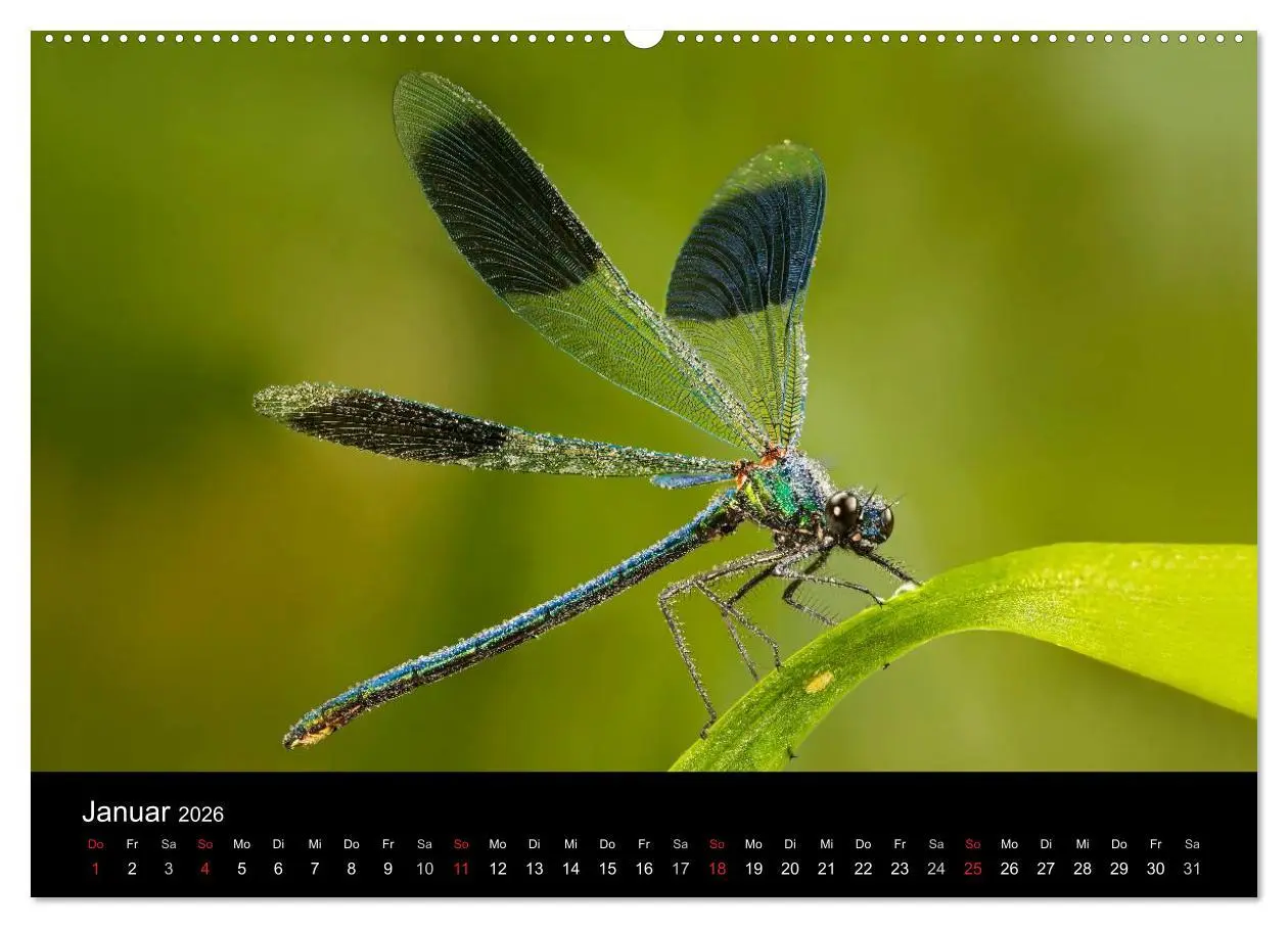 Bild: 9783516007404 | Libellen im Ried (hochwertiger Premium Wandkalender 2026 DIN A2...