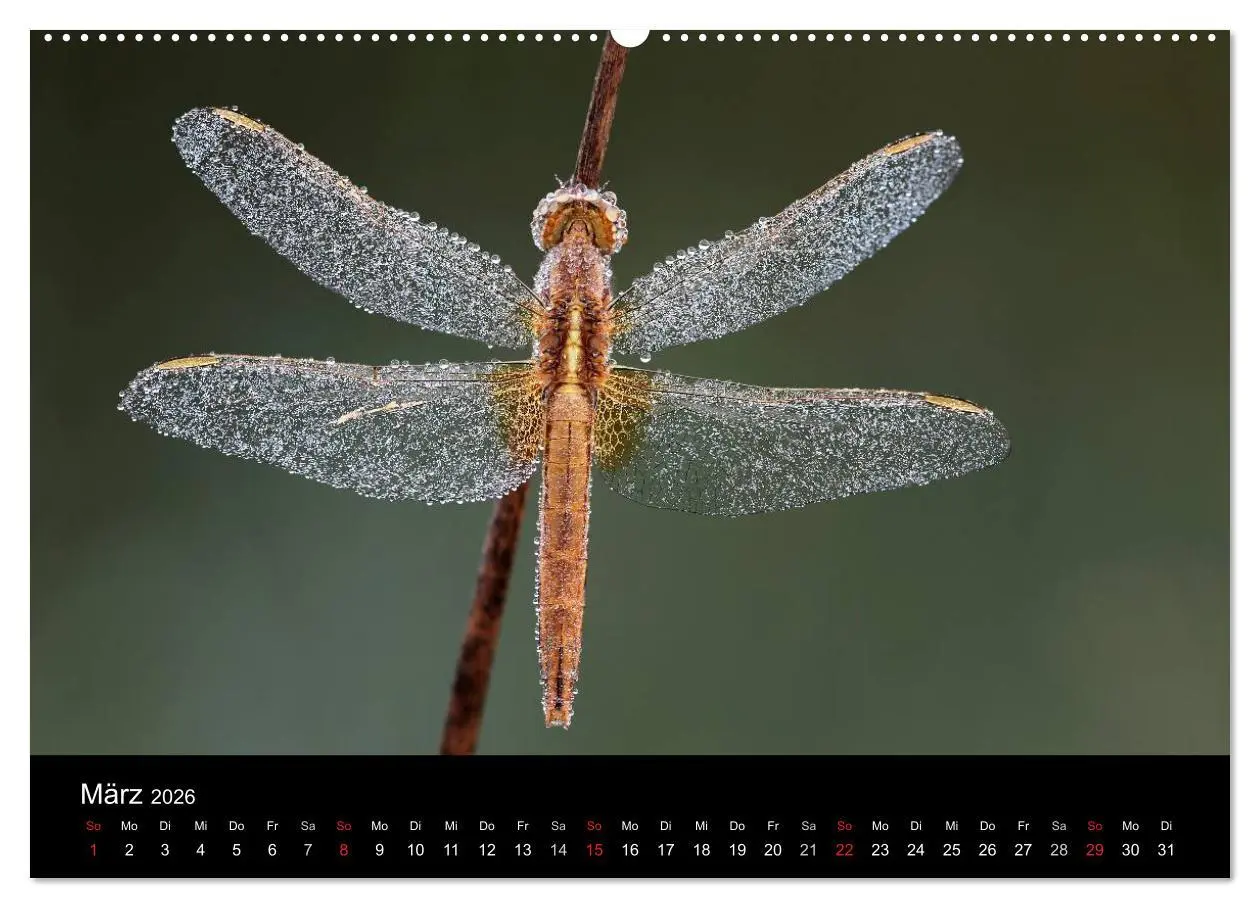 Bild: 9783516007404 | Libellen im Ried (hochwertiger Premium Wandkalender 2026 DIN A2...