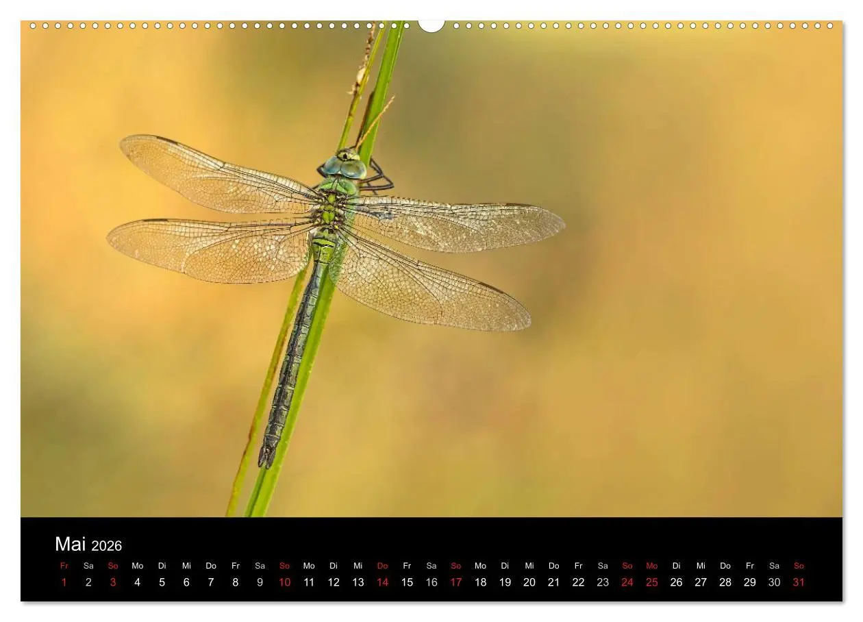 Bild: 9783516007404 | Libellen im Ried (hochwertiger Premium Wandkalender 2026 DIN A2...