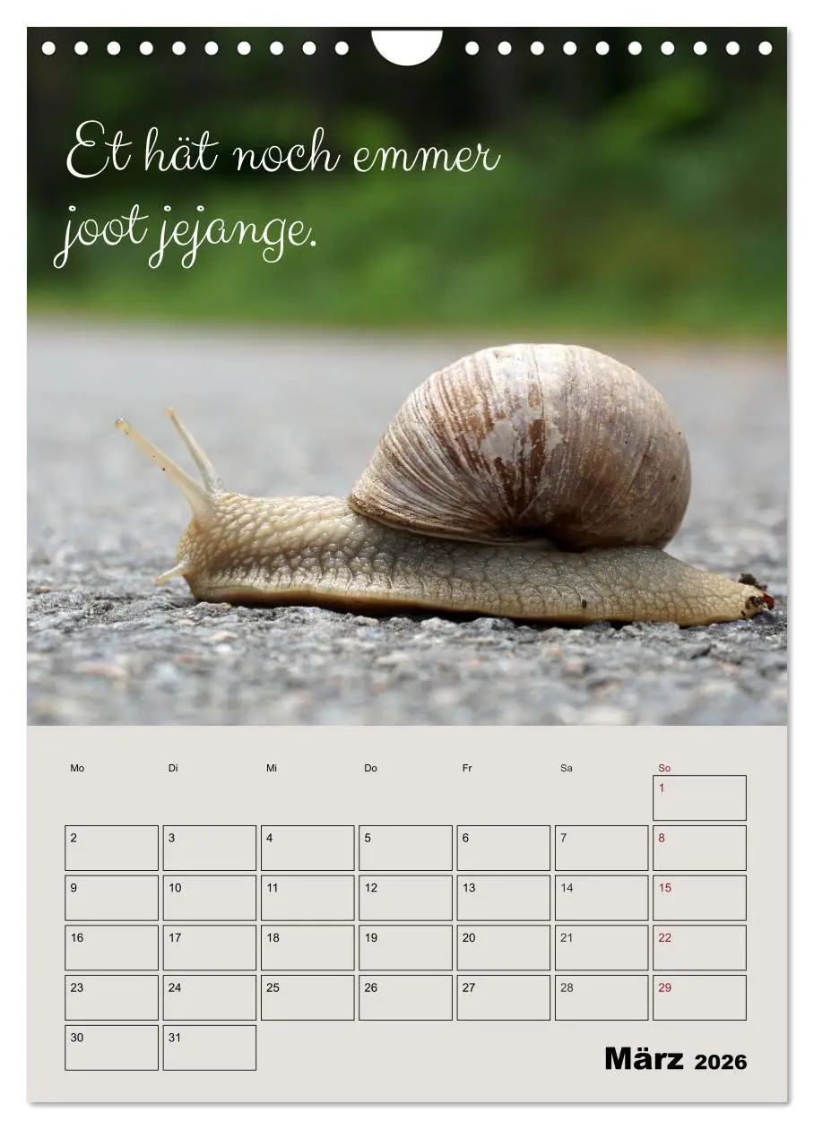 Bild: 9783516487404 | Kölsches Grundgesetz (Wandkalender 2026 DIN A4 hoch), CALVENDO...