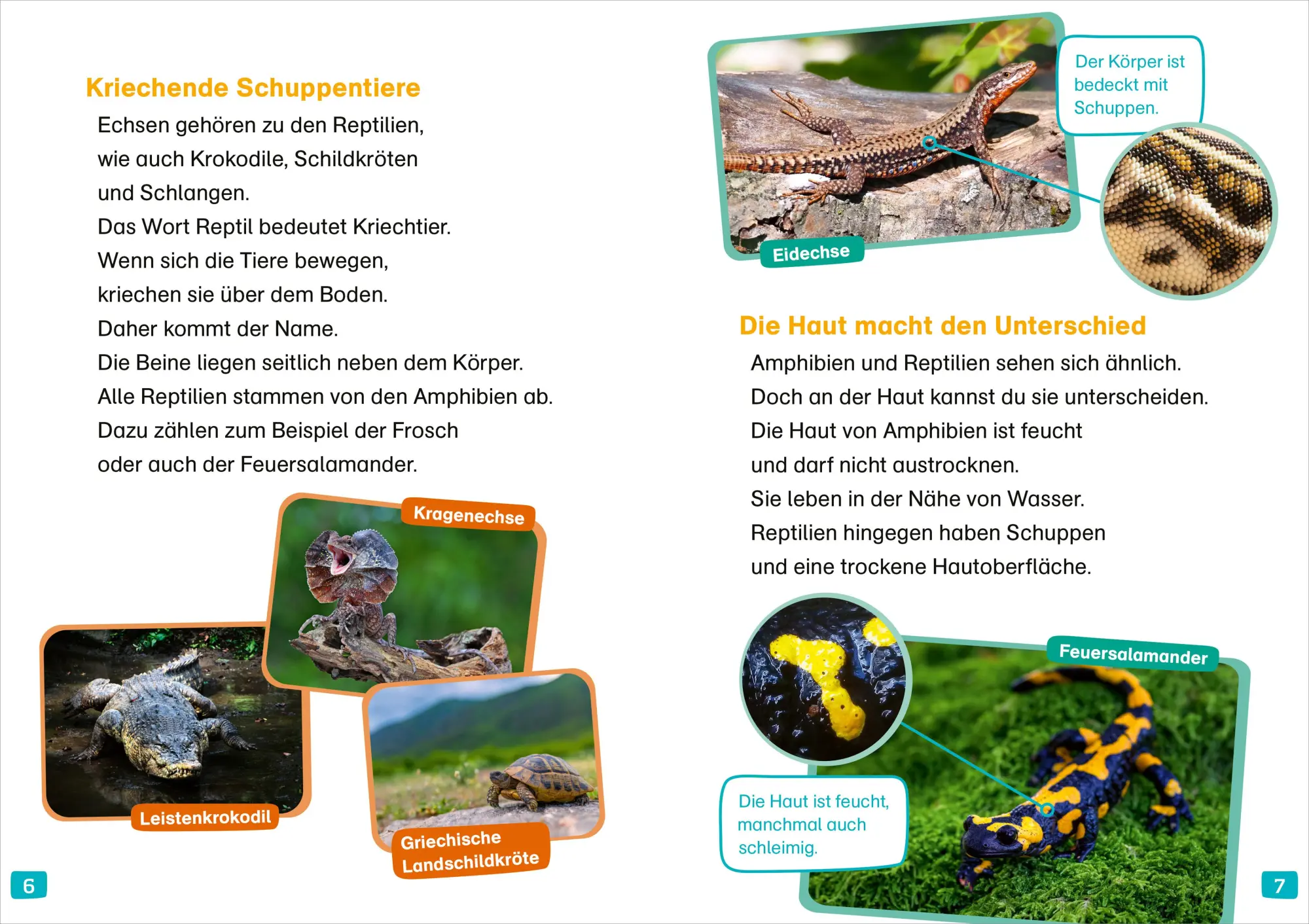 Bild: 9783788677404 | WAS IST WAS Erstes Lesen. Echsen | Christina Braun | Buch | 64 S.
