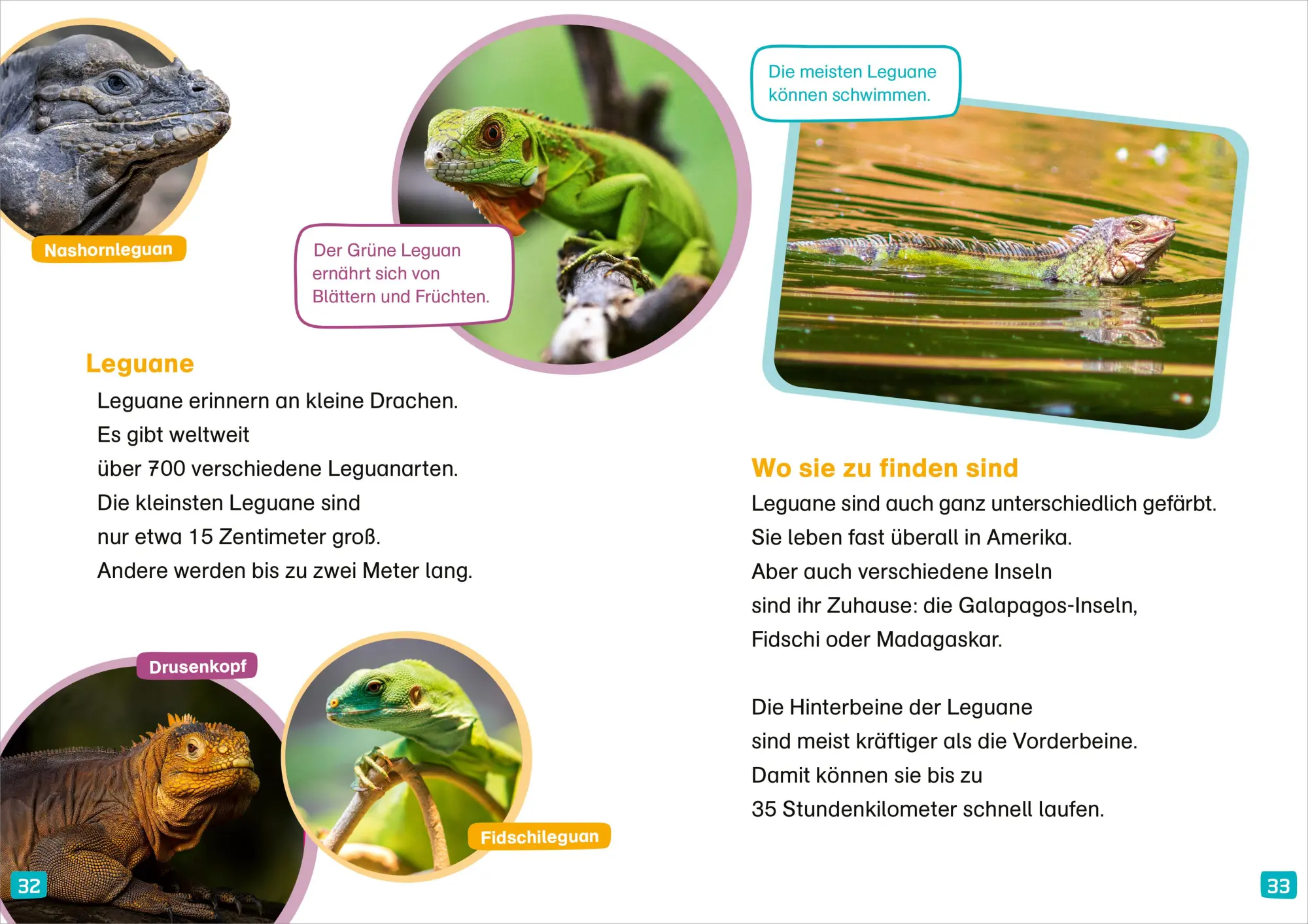 Bild: 9783788677404 | WAS IST WAS Erstes Lesen. Echsen | Christina Braun | Buch | 64 S.