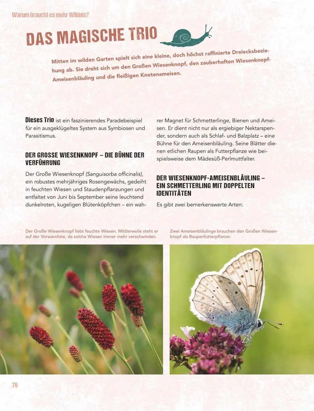 Bild: 9783833897504 | Let's go wild! | Antje Arnold | Buch | GU Gartenpraxis | 224 S. | 2026