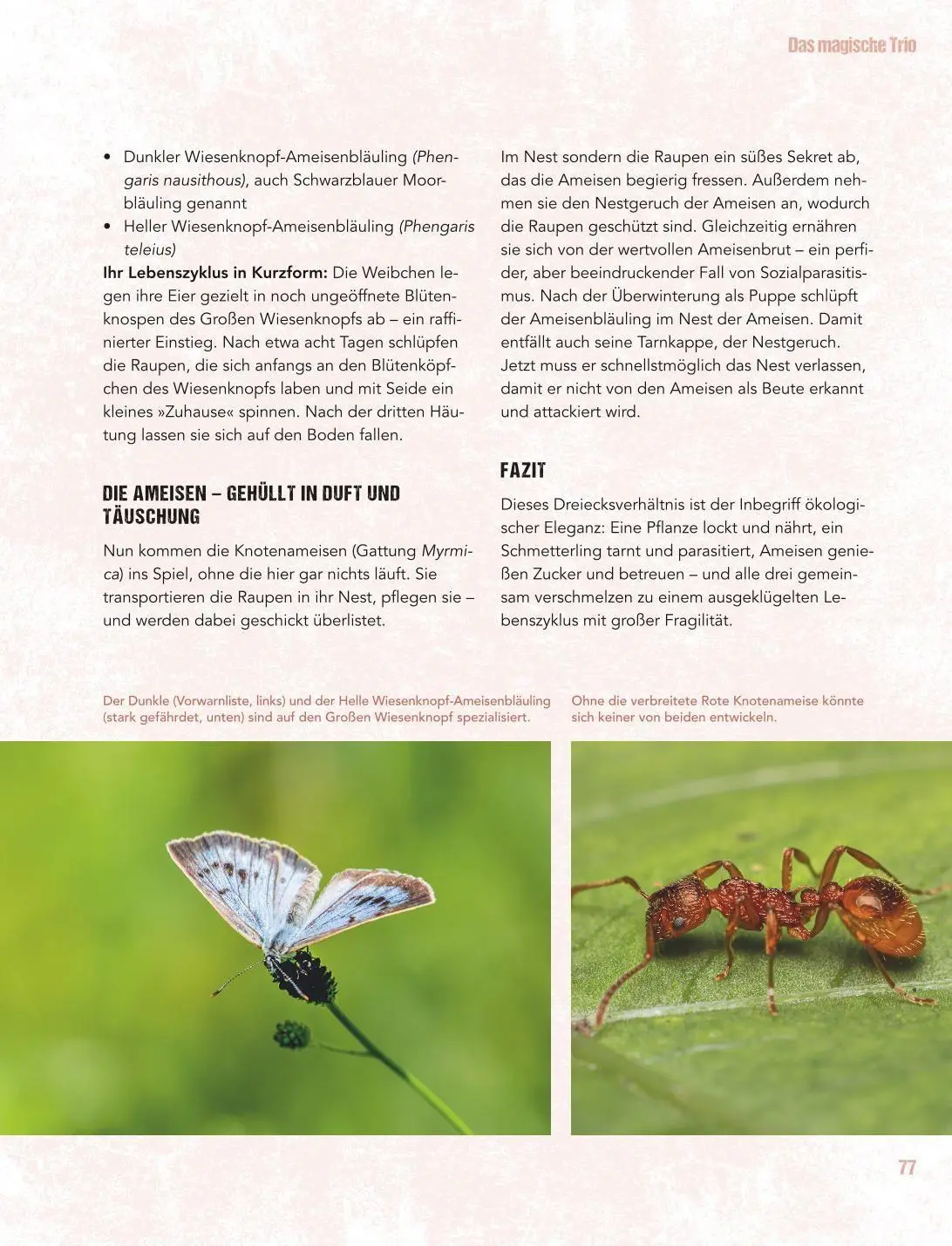 Bild: 9783833897504 | Let's go wild! | Antje Arnold | Buch | GU Gartenpraxis | 224 S. | 2026