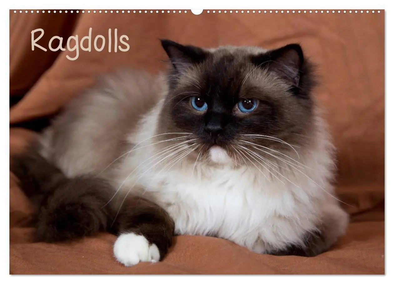 Cover: 9783516157604 | Ragdolls (Wandkalender 2026 DIN A2 quer), CALVENDO Monatskalender