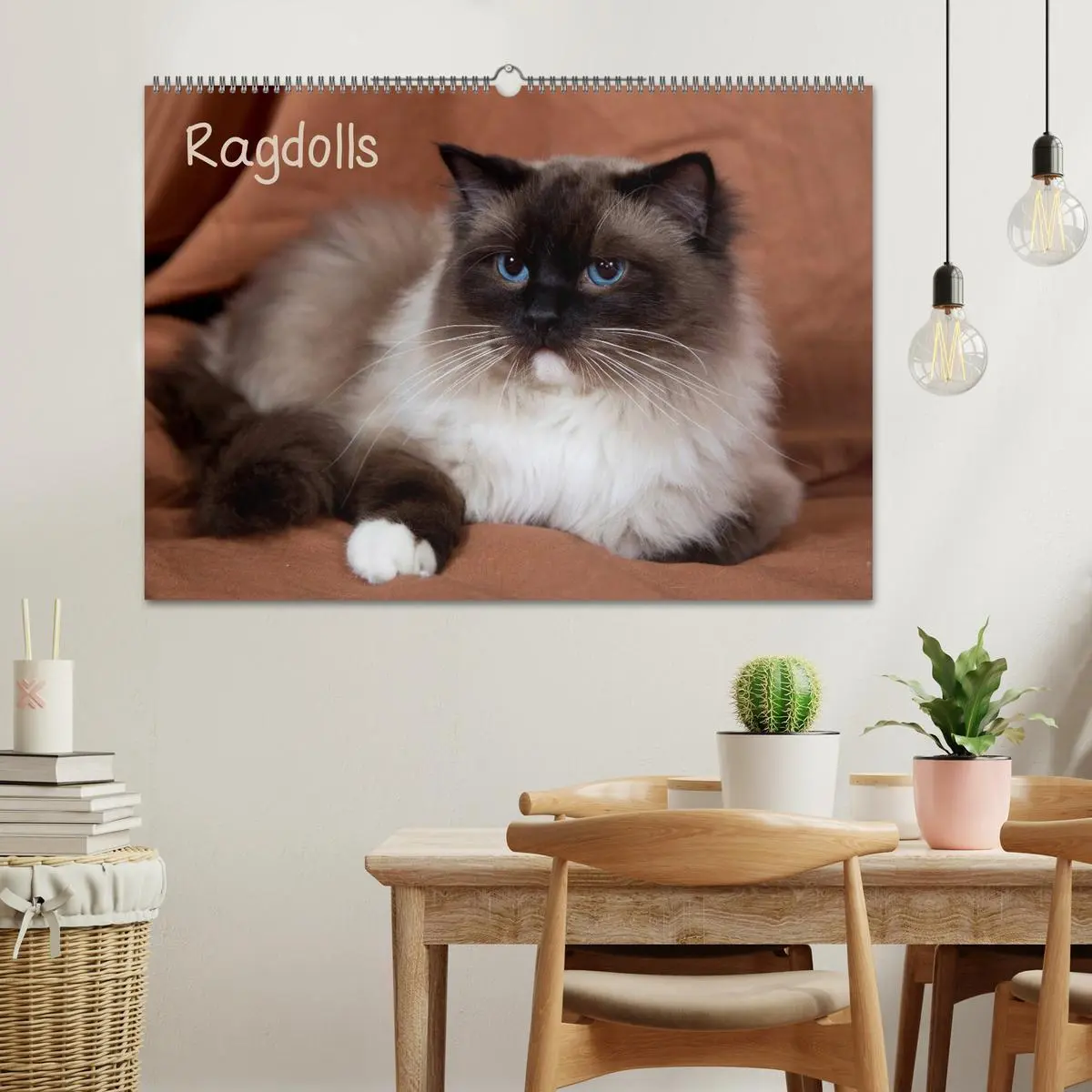 Bild: 9783516157604 | Ragdolls (Wandkalender 2026 DIN A2 quer), CALVENDO Monatskalender