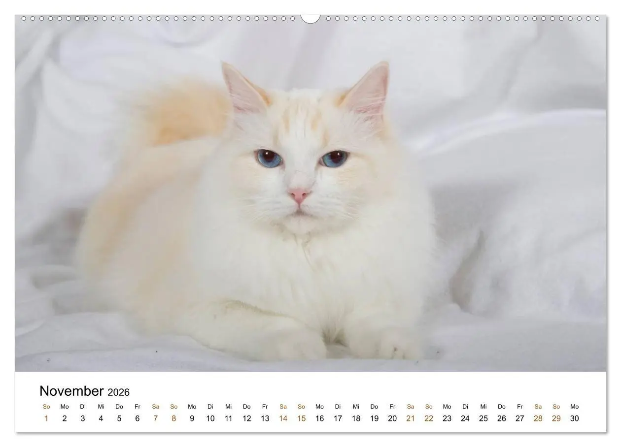 Bild: 9783516157604 | Ragdolls (Wandkalender 2026 DIN A2 quer), CALVENDO Monatskalender