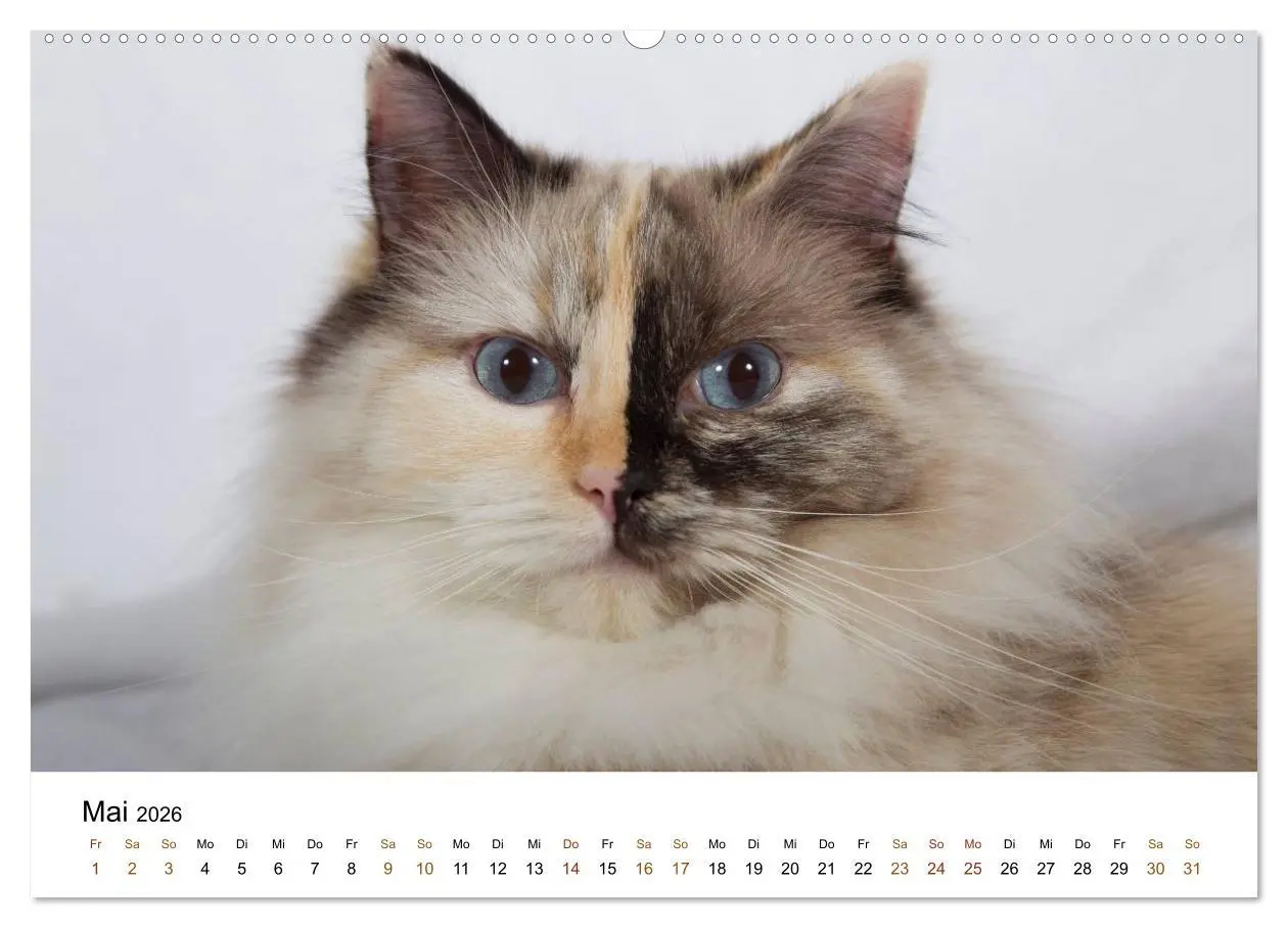 Bild: 9783516157604 | Ragdolls (Wandkalender 2026 DIN A2 quer), CALVENDO Monatskalender