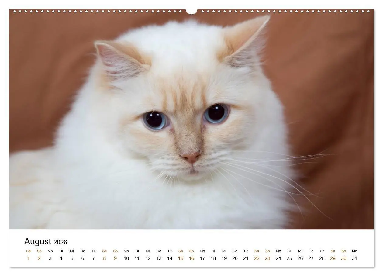 Bild: 9783516157604 | Ragdolls (Wandkalender 2026 DIN A2 quer), CALVENDO Monatskalender