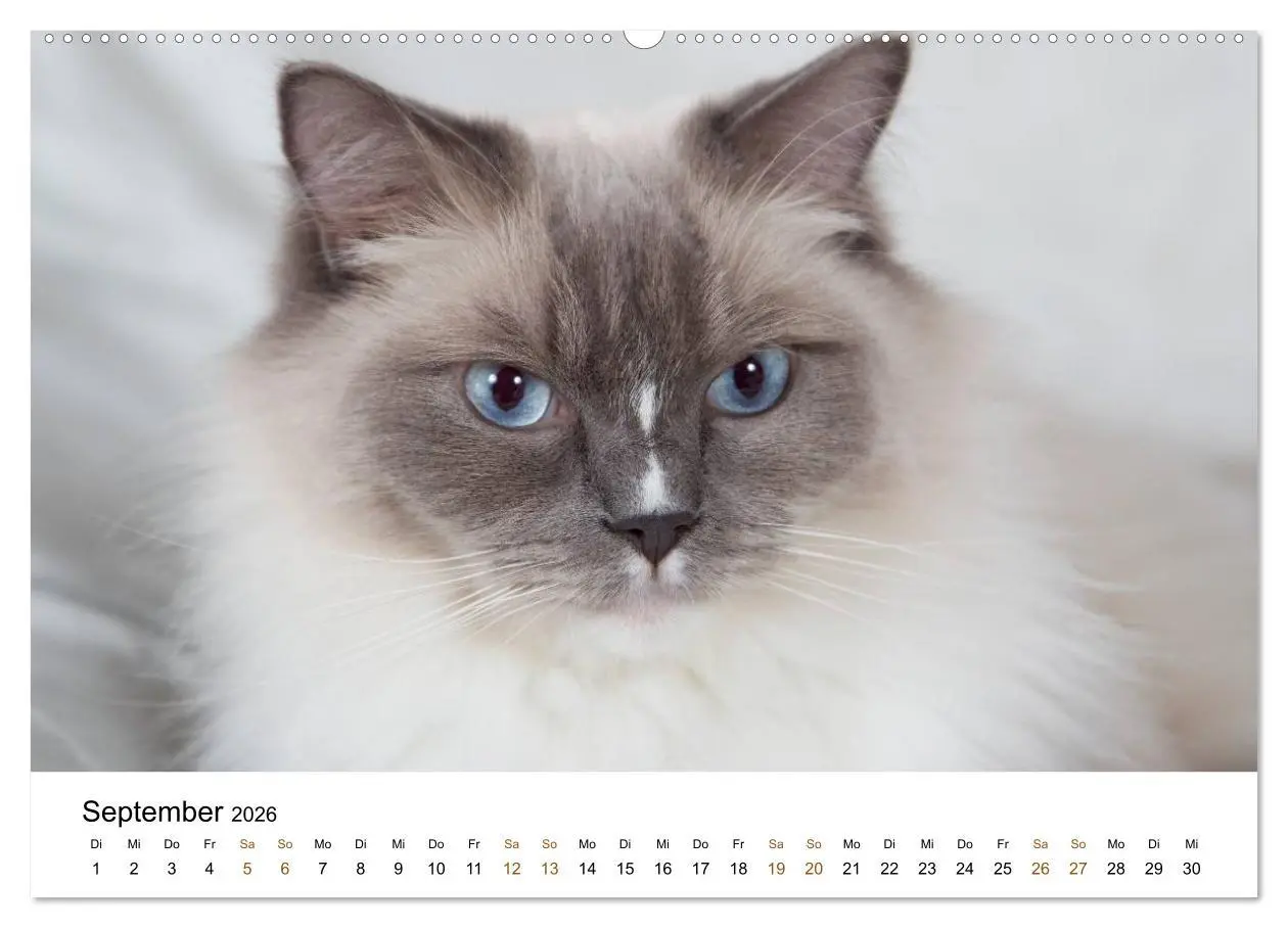 Bild: 9783516157604 | Ragdolls (Wandkalender 2026 DIN A2 quer), CALVENDO Monatskalender