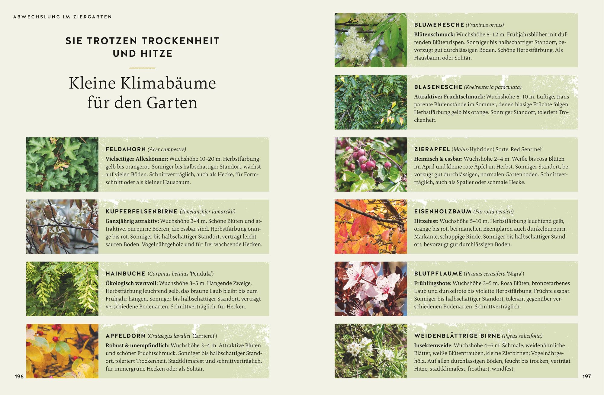 Bild: 9783833887604 | So wird der Garten fit fürs Klima | Joachim Mayer | Buch | 240 S.