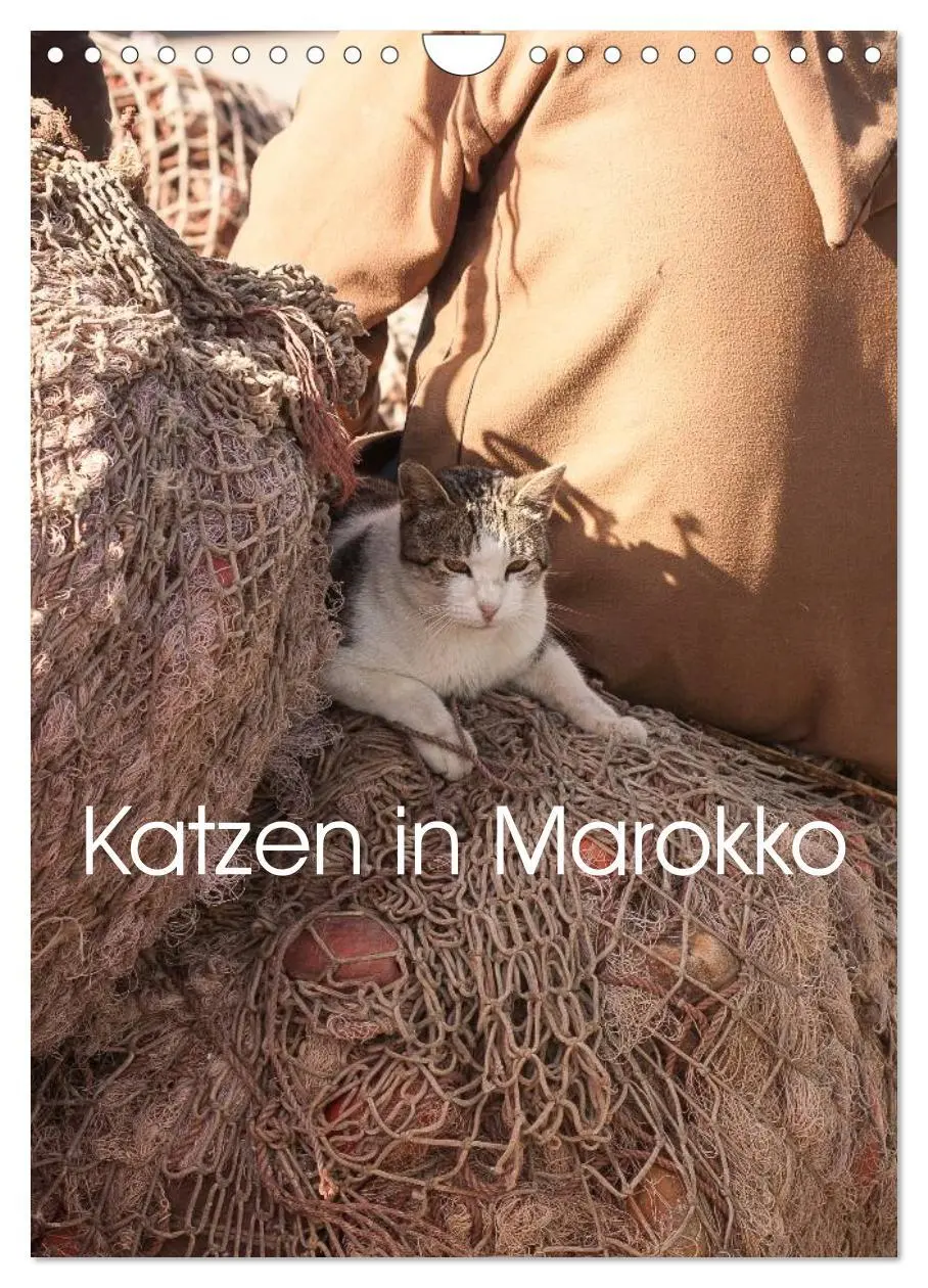 Cover: 9783516457704 | Katzen in Marokko (Wandkalender 2026 DIN A4 hoch), CALVENDO...