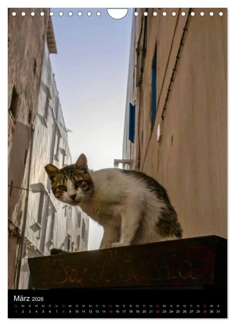 Bild: 9783516457704 | Katzen in Marokko (Wandkalender 2026 DIN A4 hoch), CALVENDO...