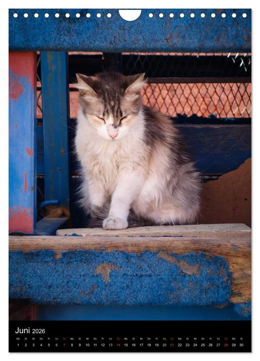 Bild: 9783516457704 | Katzen in Marokko (Wandkalender 2026 DIN A4 hoch), CALVENDO...