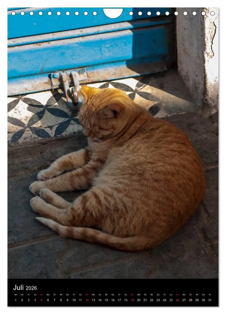 Bild: 9783516457704 | Katzen in Marokko (Wandkalender 2026 DIN A4 hoch), CALVENDO...