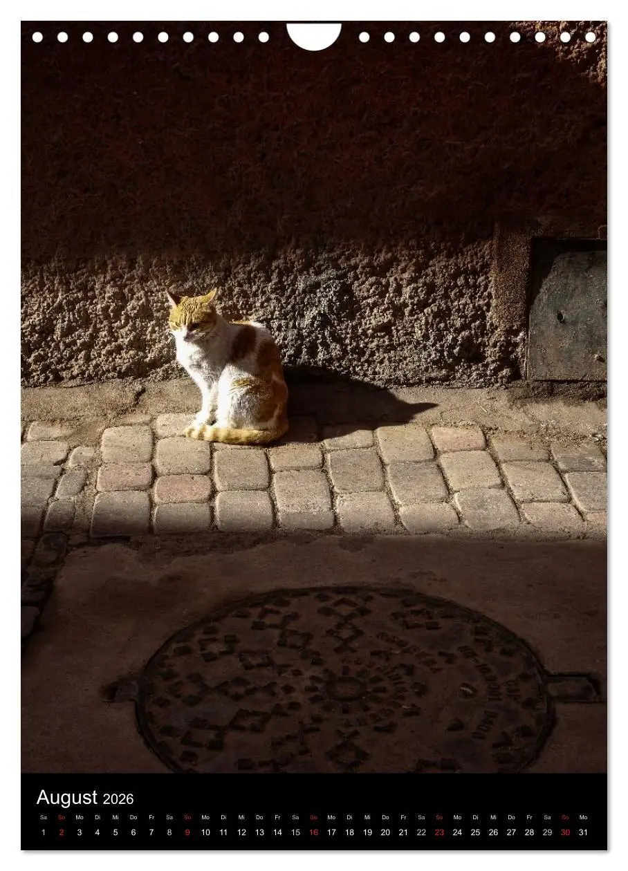 Bild: 9783516457704 | Katzen in Marokko (Wandkalender 2026 DIN A4 hoch), CALVENDO...