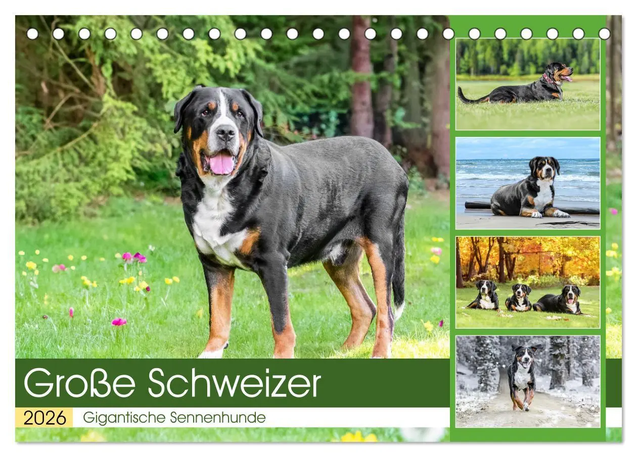Cover: 9783457347904 | Große Schweizer - Gigantische Sennenhunde (Tischkalender 2026 DIN...
