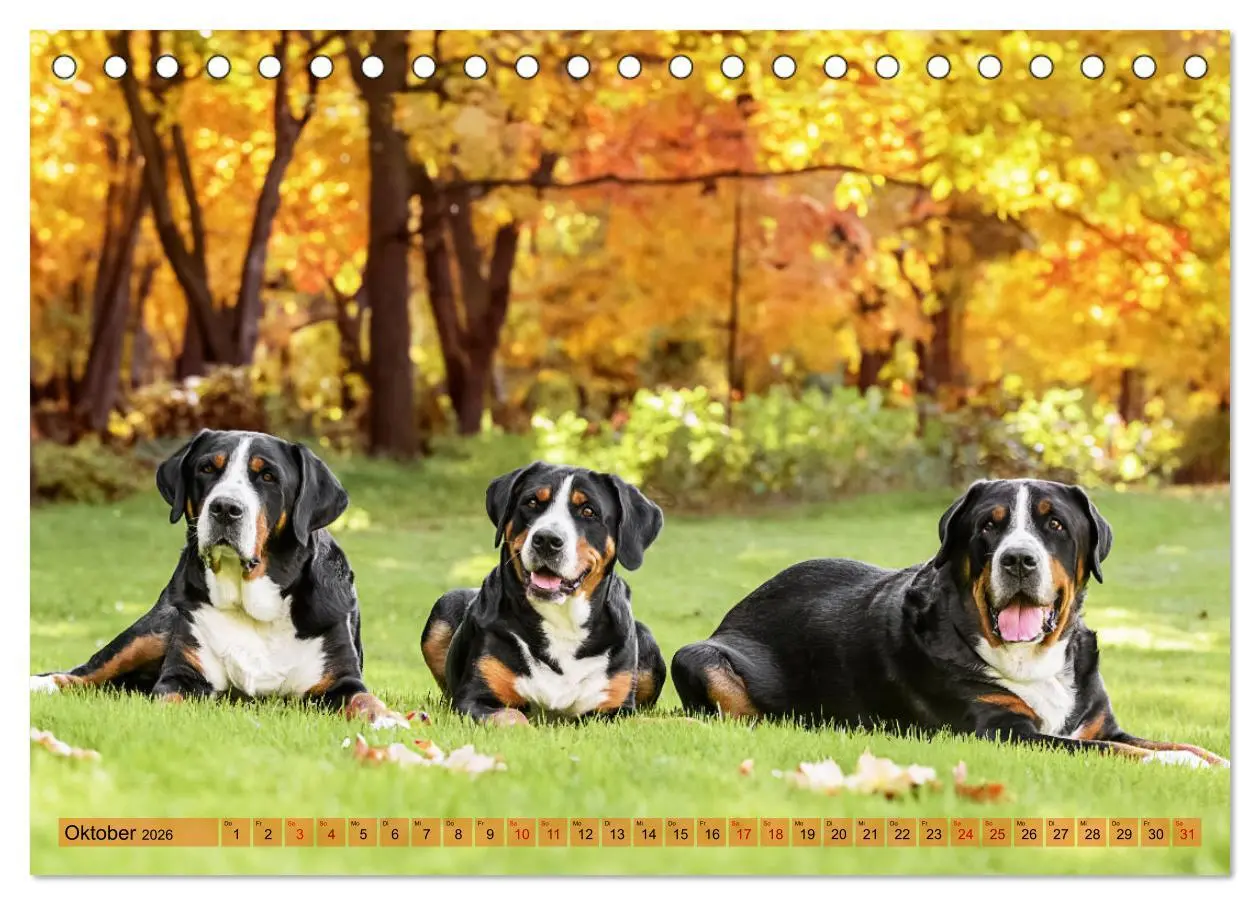 Bild: 9783457347904 | Große Schweizer - Gigantische Sennenhunde (Tischkalender 2026 DIN...