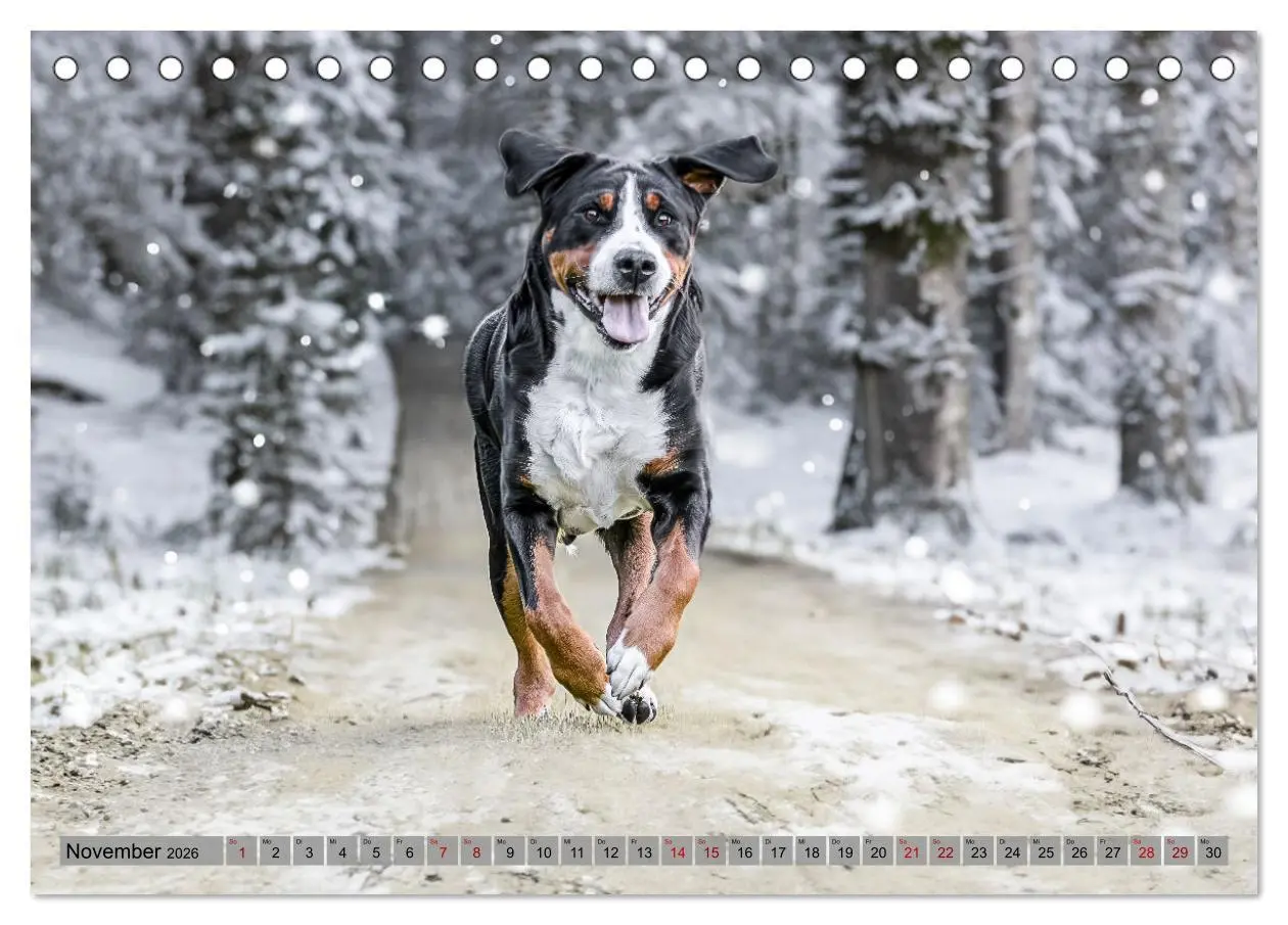 Bild: 9783457347904 | Große Schweizer - Gigantische Sennenhunde (Tischkalender 2026 DIN...