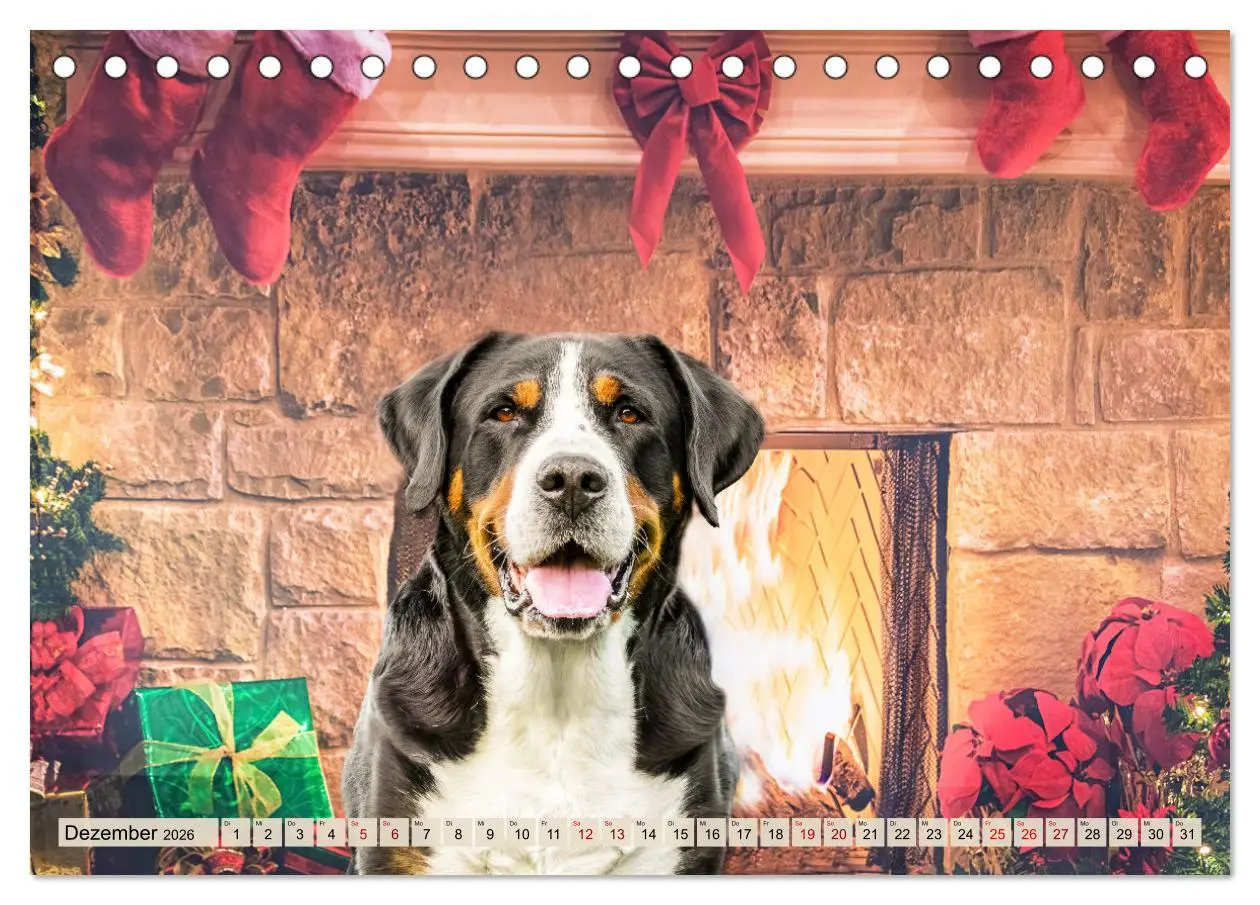 Bild: 9783457347904 | Große Schweizer - Gigantische Sennenhunde (Tischkalender 2026 DIN...