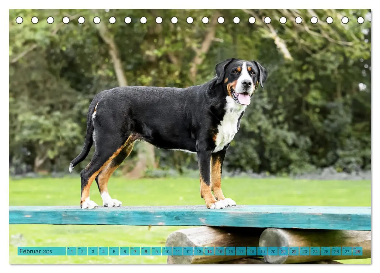 Bild: 9783457347904 | Große Schweizer - Gigantische Sennenhunde (Tischkalender 2026 DIN...