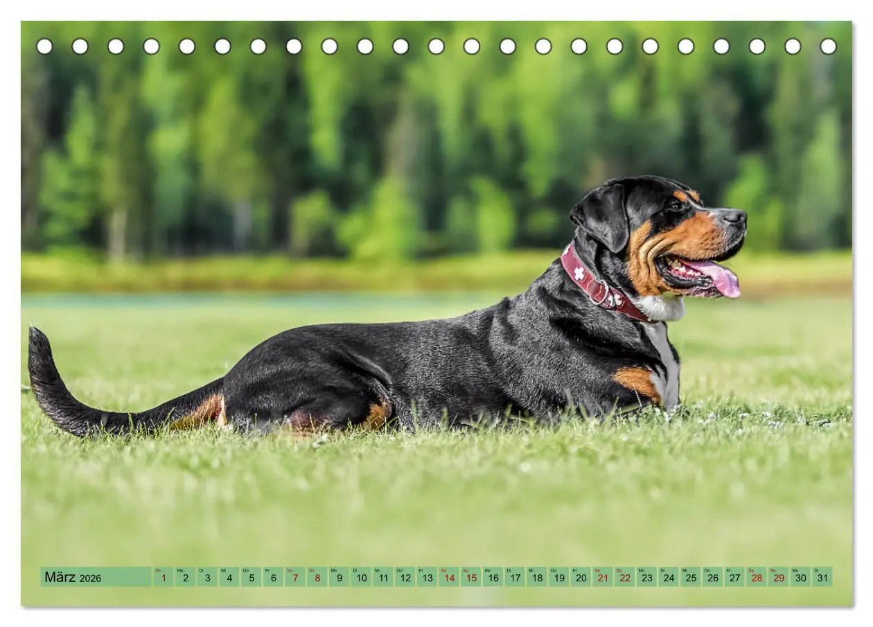 Bild: 9783457347904 | Große Schweizer - Gigantische Sennenhunde (Tischkalender 2026 DIN...