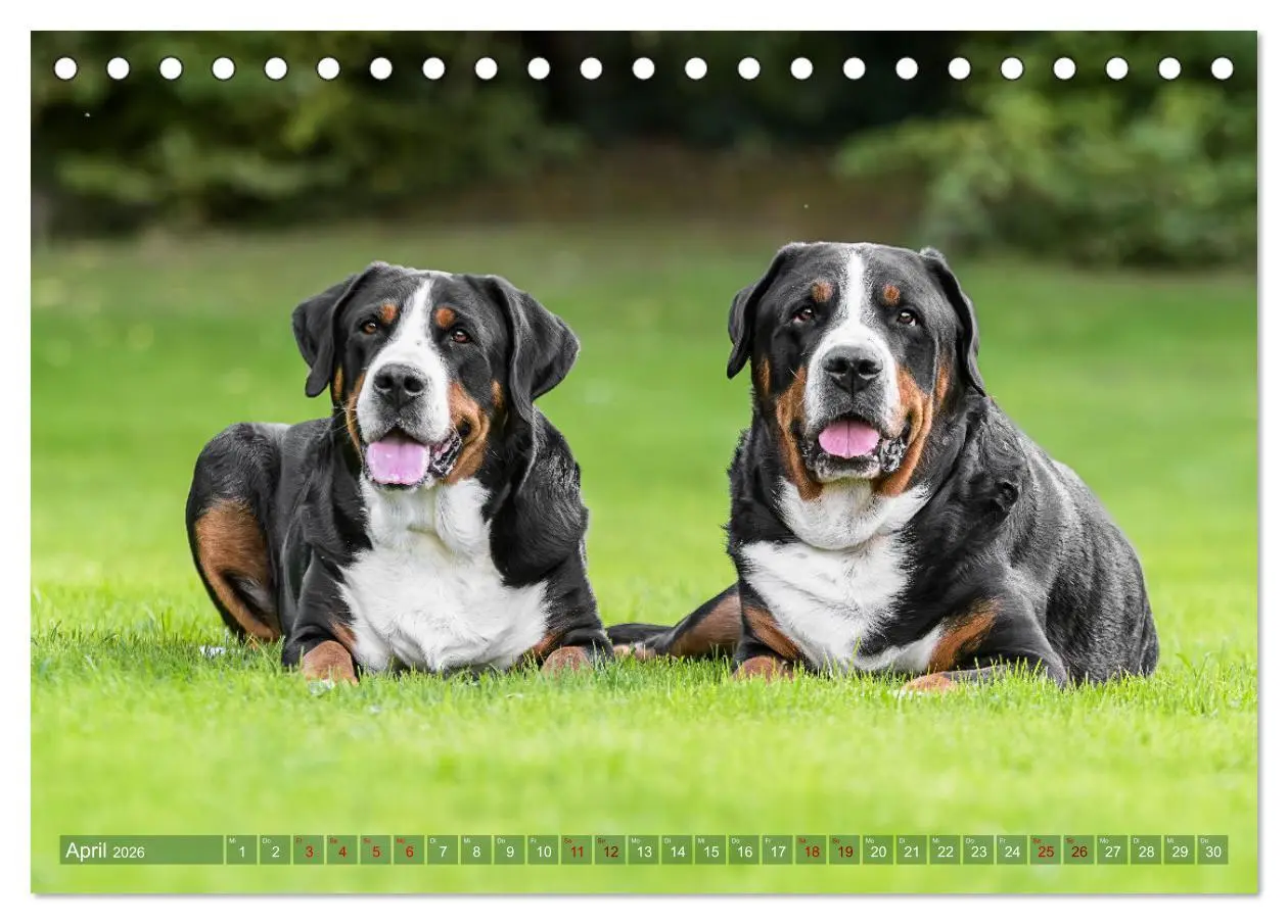 Bild: 9783457347904 | Große Schweizer - Gigantische Sennenhunde (Tischkalender 2026 DIN...