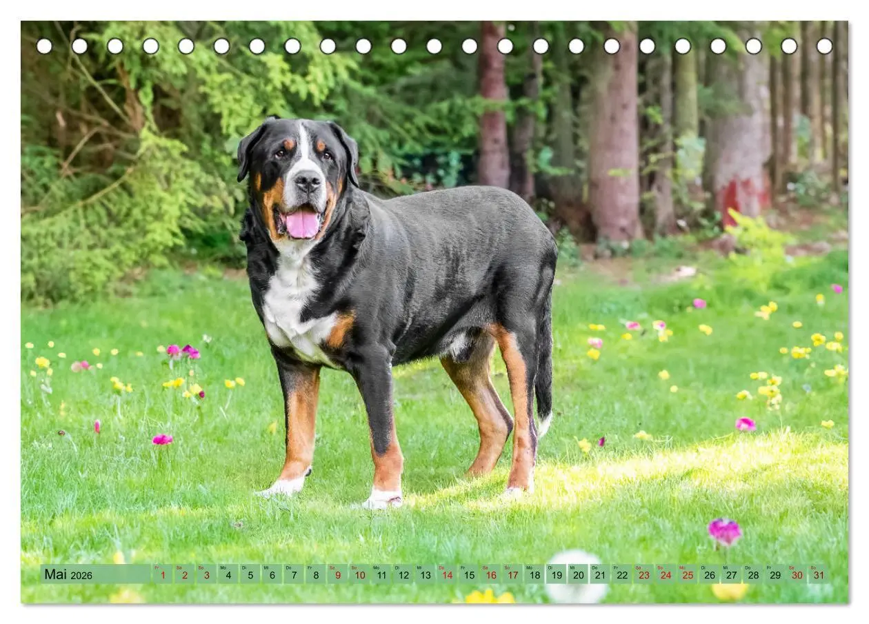 Bild: 9783457347904 | Große Schweizer - Gigantische Sennenhunde (Tischkalender 2026 DIN...