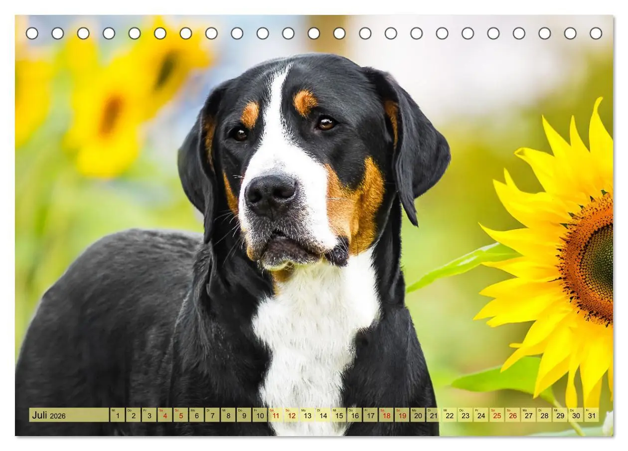 Bild: 9783457347904 | Große Schweizer - Gigantische Sennenhunde (Tischkalender 2026 DIN...