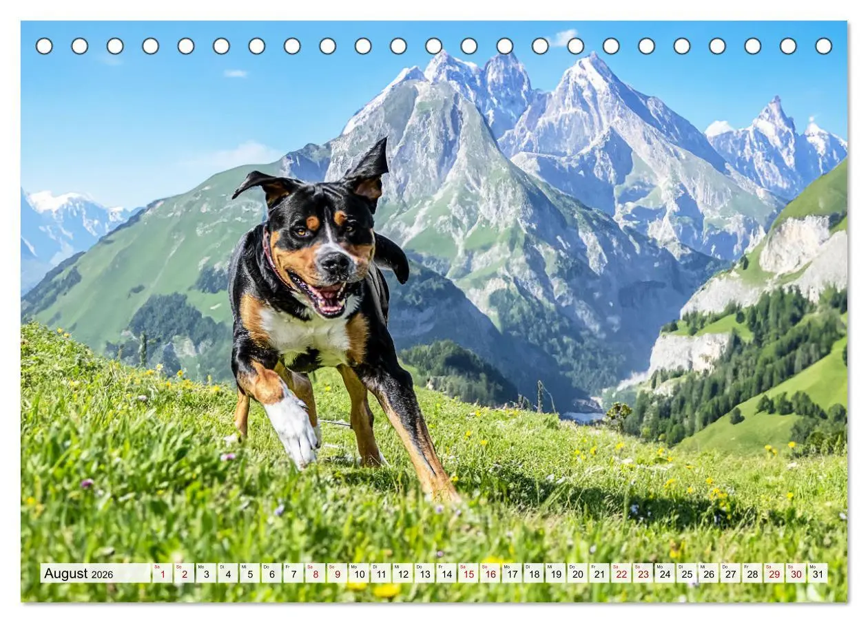 Bild: 9783457347904 | Große Schweizer - Gigantische Sennenhunde (Tischkalender 2026 DIN...