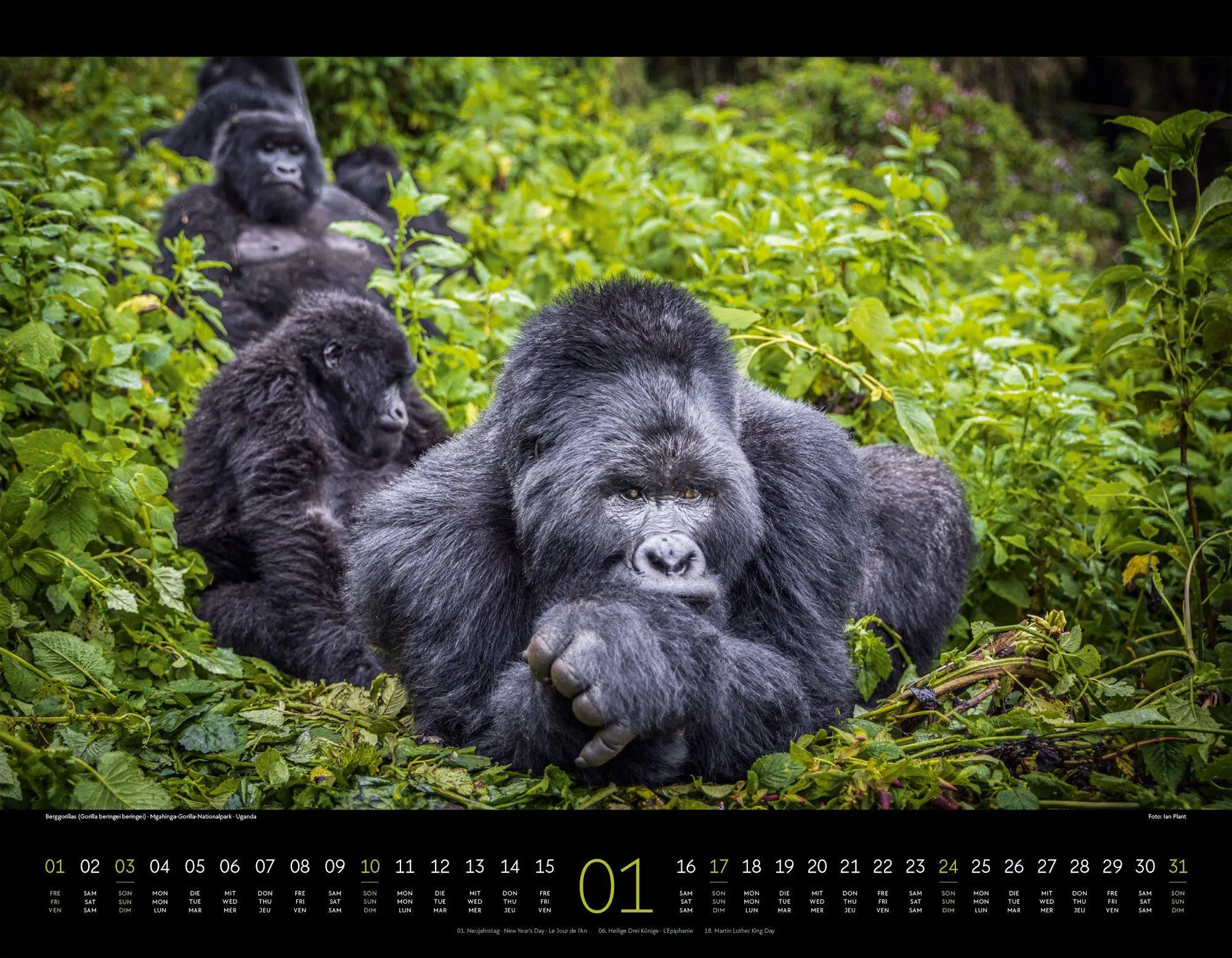 Bild: 9783838427904 | Wildes Afrika Kalender 2027 | Ackermann Kunstverlag GmbH | Kalender