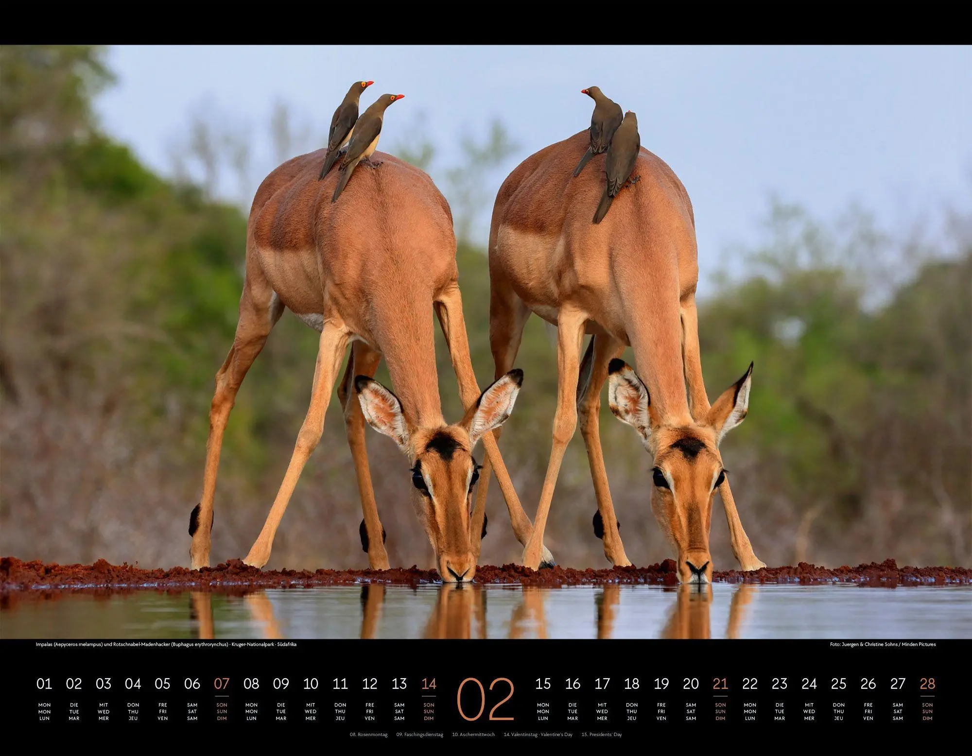 Bild: 9783838427904 | Wildes Afrika Kalender 2027 | Ackermann Kunstverlag GmbH | Kalender
