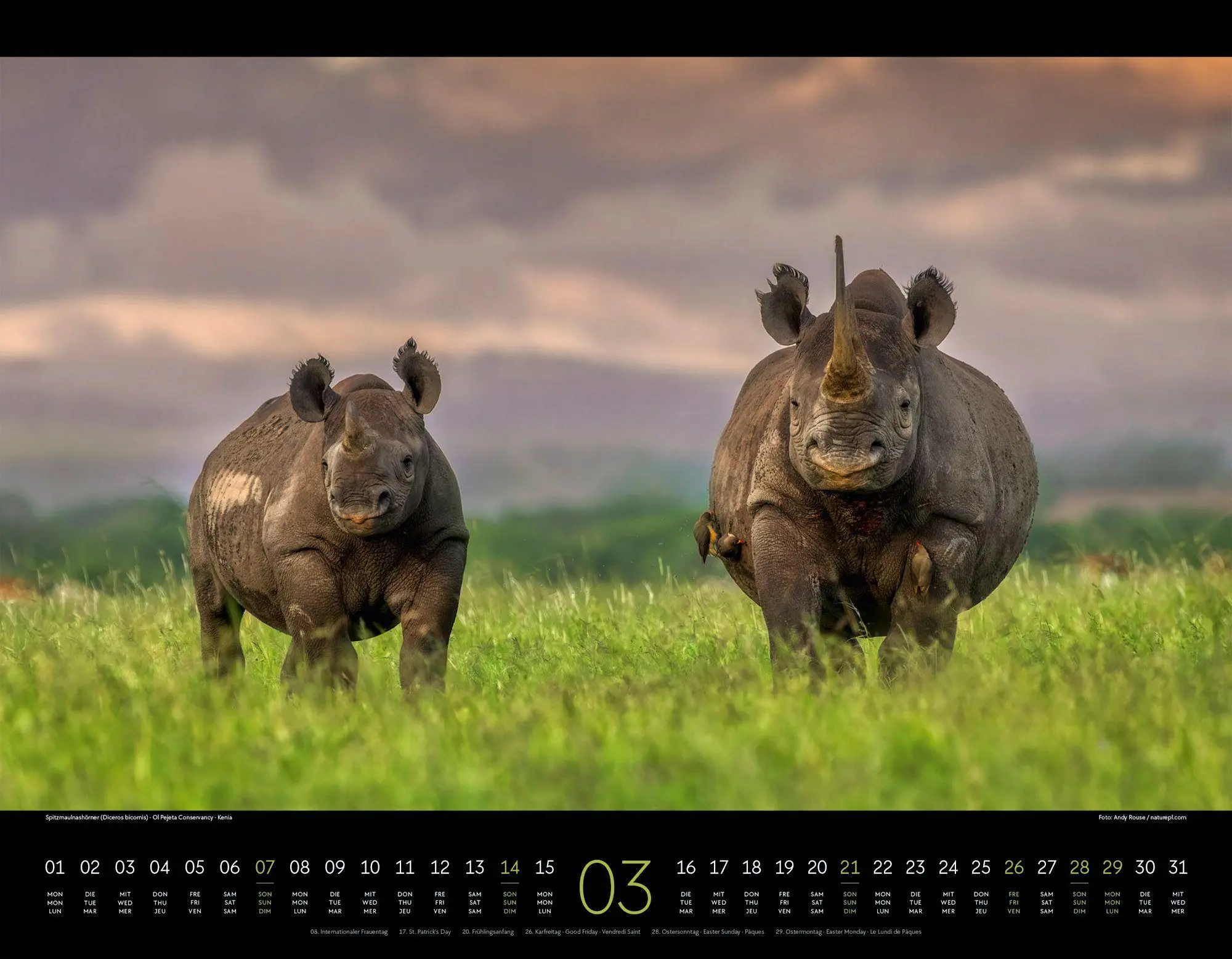 Bild: 9783838427904 | Wildes Afrika Kalender 2027 | Ackermann Kunstverlag GmbH | Kalender
