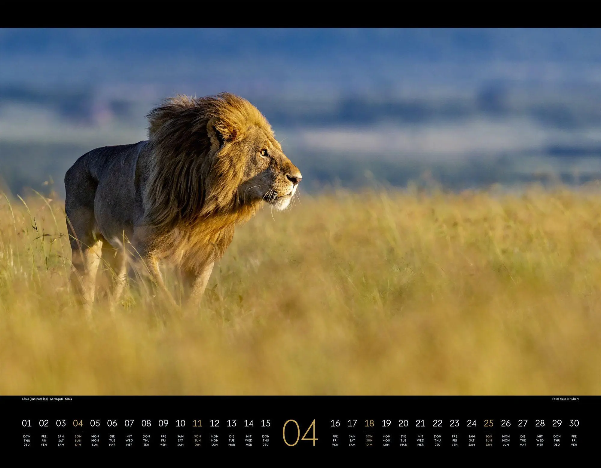 Bild: 9783838427904 | Wildes Afrika Kalender 2027 | Ackermann Kunstverlag GmbH | Kalender