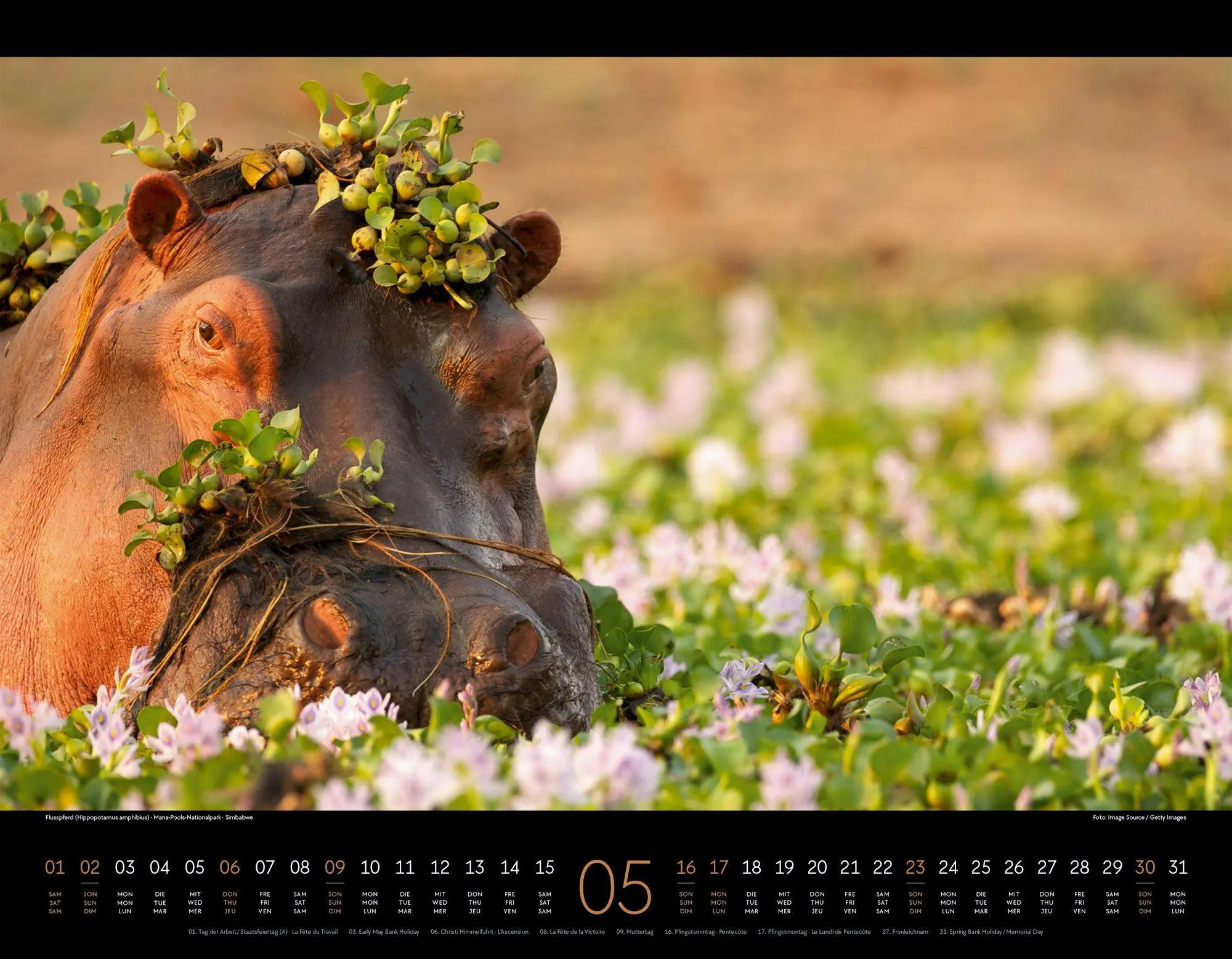 Bild: 9783838427904 | Wildes Afrika Kalender 2027 | Ackermann Kunstverlag GmbH | Kalender