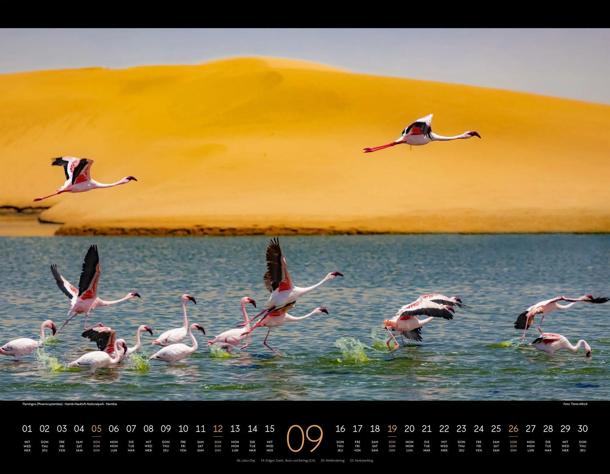 Bild: 9783838427904 | Wildes Afrika Kalender 2027 | Ackermann Kunstverlag GmbH | Kalender