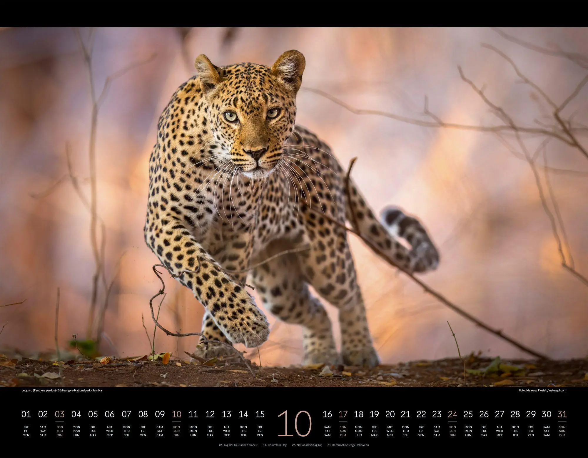 Bild: 9783838427904 | Wildes Afrika Kalender 2027 | Ackermann Kunstverlag GmbH | Kalender